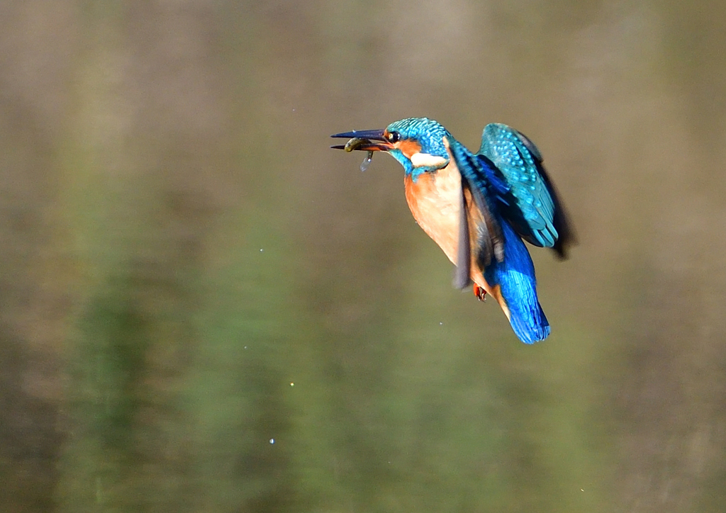 いつもの公園で　１２/３❸