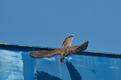 チョウゲンボウ　５/１０