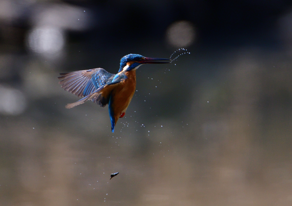 止まり木へ　３/１７❷