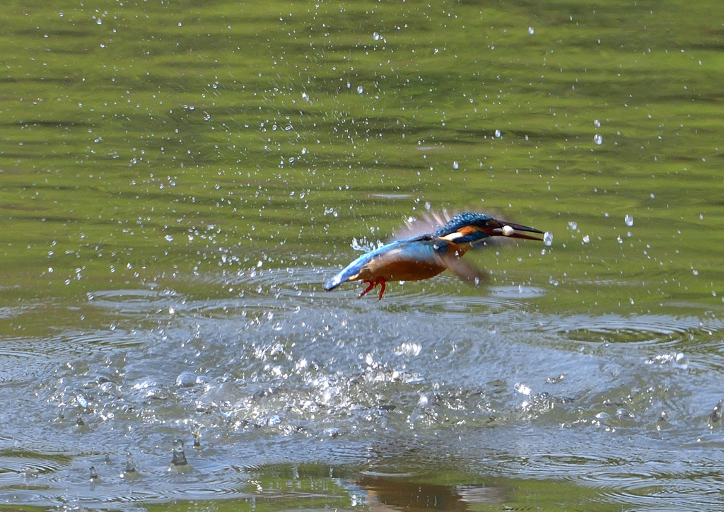 魚を・・・・　４/２４❺