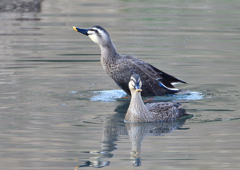 カルガモ　３/１９❹