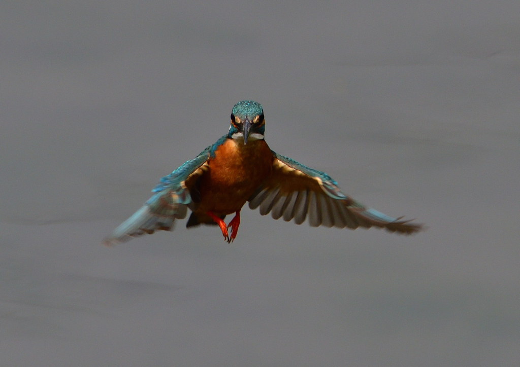 ホバ　５/２２❼