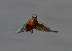 ホバ　５/２２❼