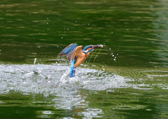 いつもの公園　５/２５❼