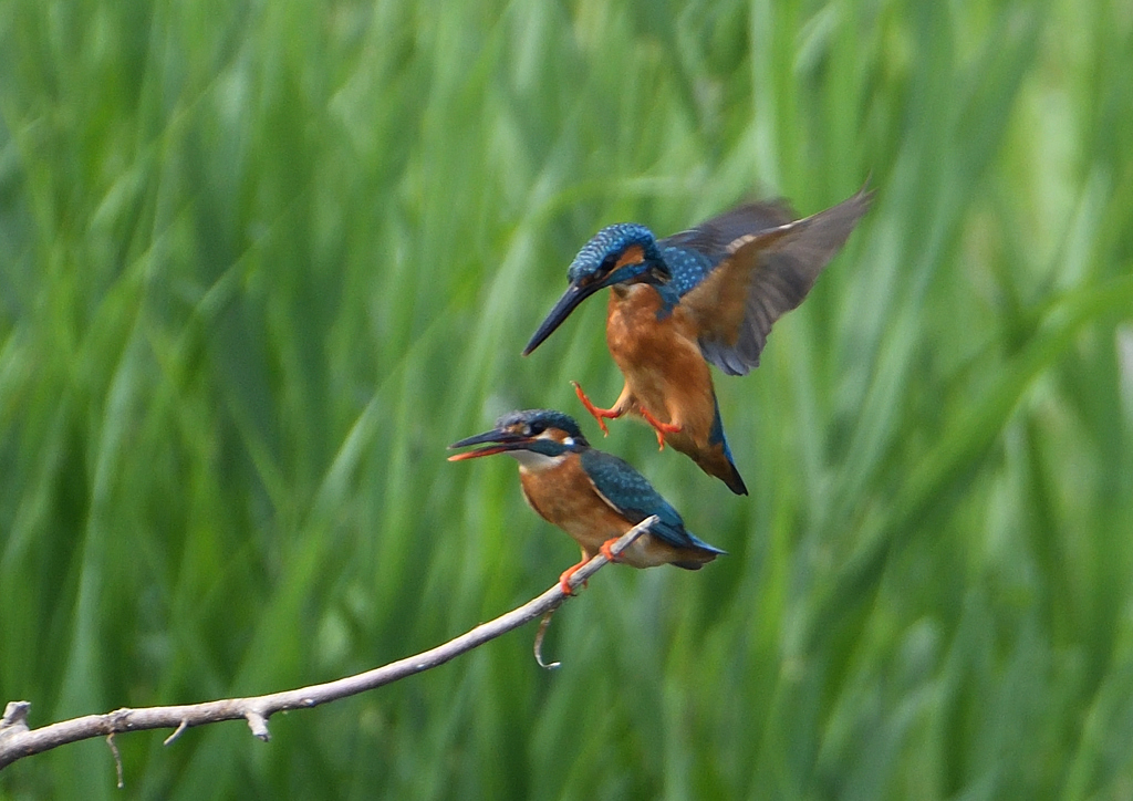 カワセミの交尾　５/２６❷
