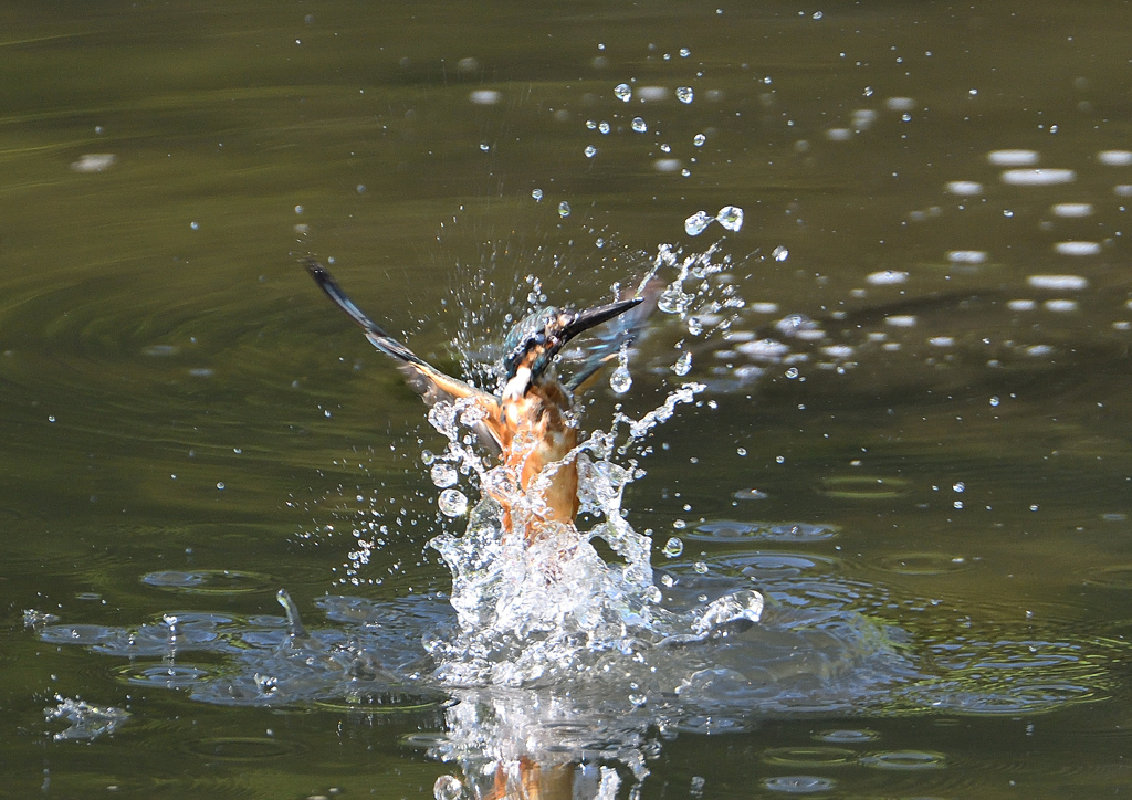 _190906_082939 DSC_9505