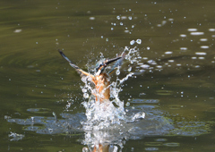 _190906_082939 DSC_9505