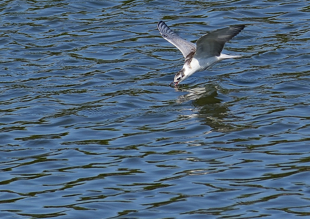 ハジロクロハラアジサシ　１０/５❺