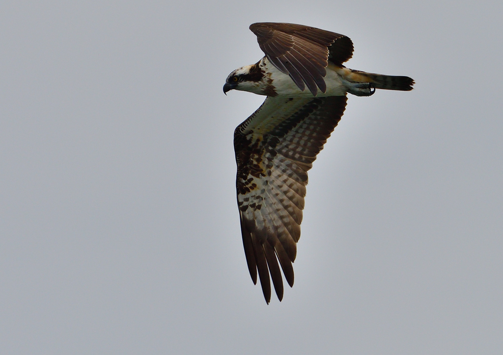 ミサゴ　１１/６❹