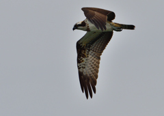 ミサゴ　１１/６❹