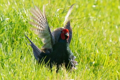 キジ　３/３１❶