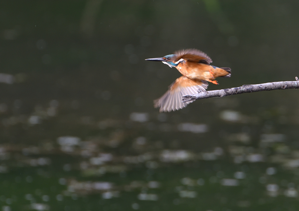 止まり木から・・・　８/４