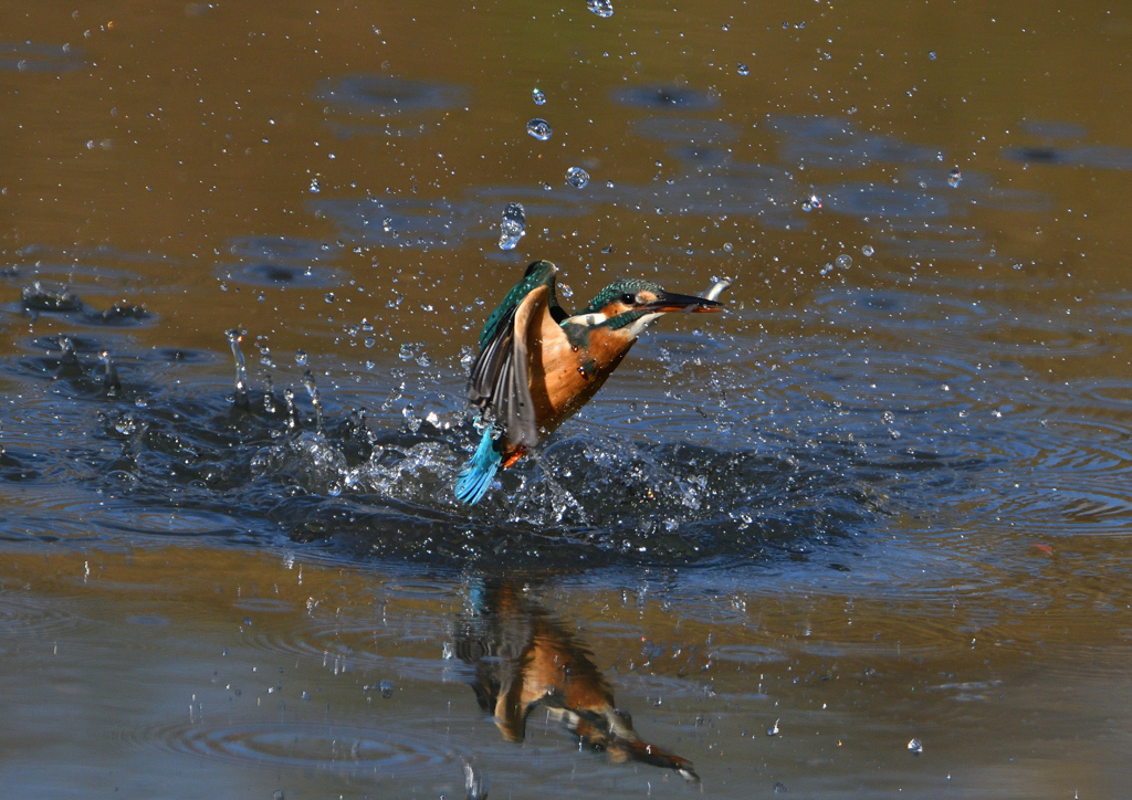 離水から　１１/５　❶