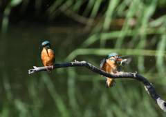 止まり木へ　５/３０❸