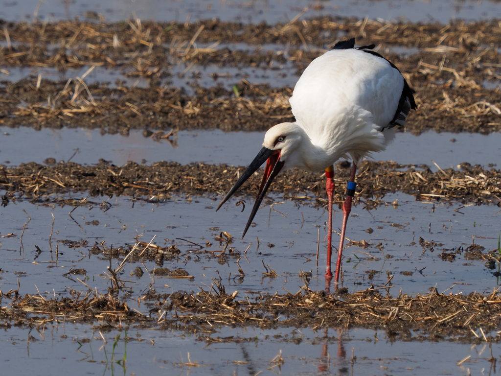 コウノトリ　２/２０❶