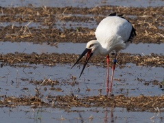 コウノトリ　２/２０❶