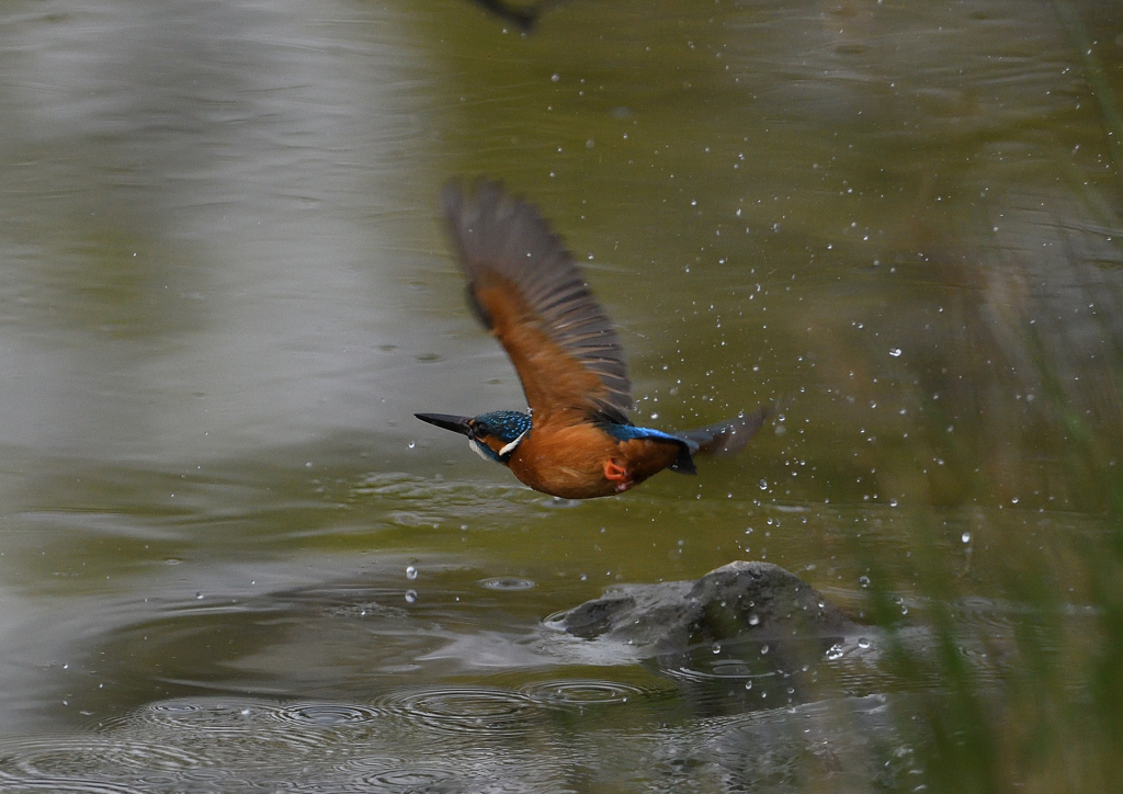 ダイブ　４/１２❸
