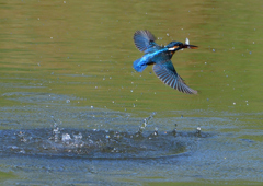 魚を・・・・・・　５/１４❹