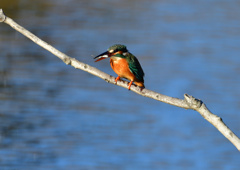 止まり木　１２/３❷