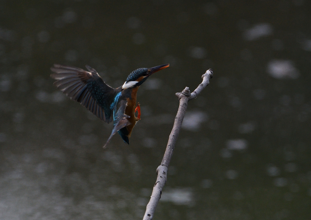 止まり木　５/１３❷
