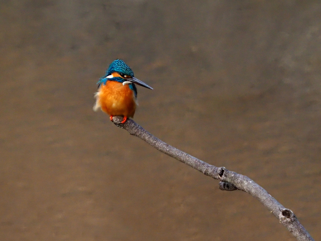 いつもの公園　２/１６❶