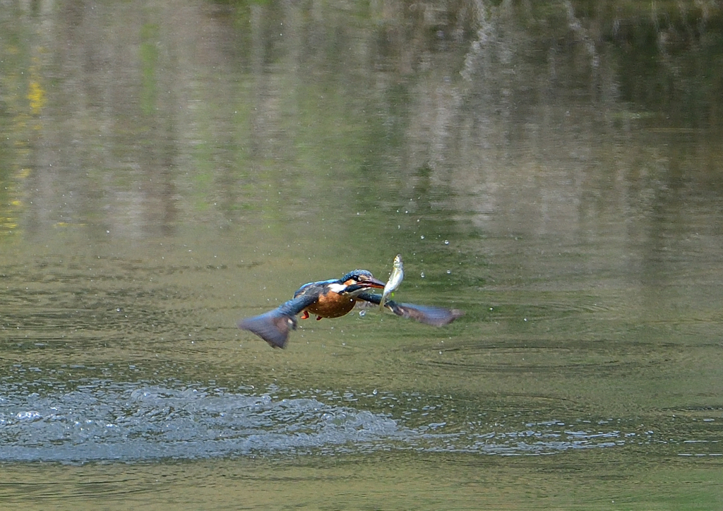 ダイブ　４/２２❼