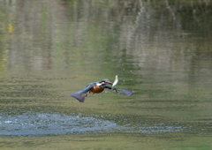 ダイブ　４/２２❼