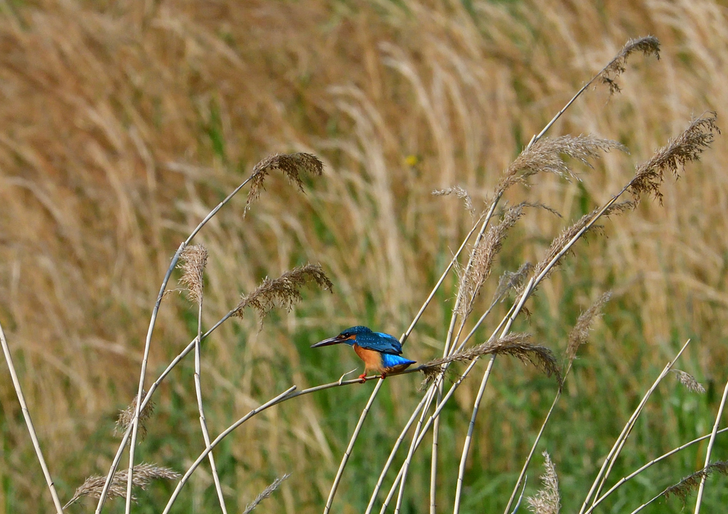 葦に・・・　５/１