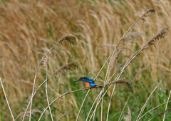 葦に・・・　５/１