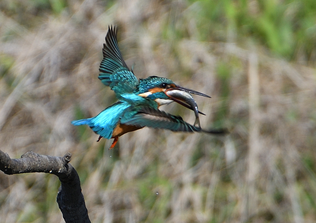 魚を・・・・　４/１５❷