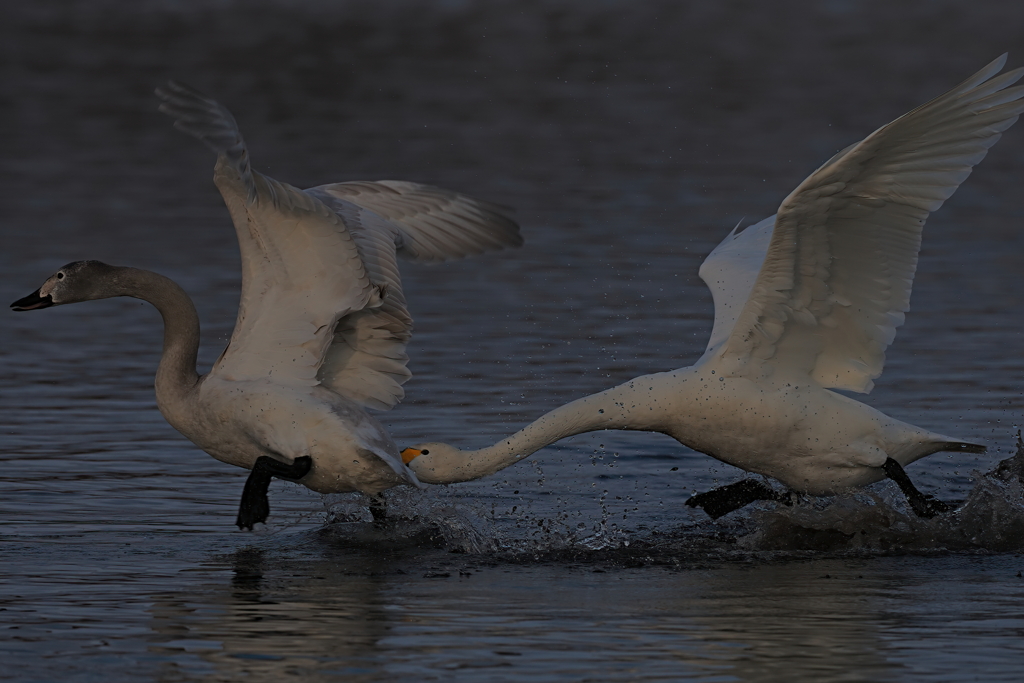 コハクチョウ　１/１５❷