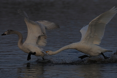 コハクチョウ　１/１５❷