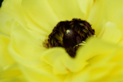 花❷