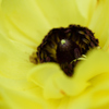 花❷