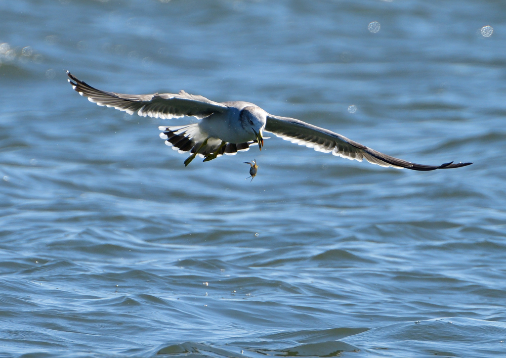 ウミネコ　１０/１３❷