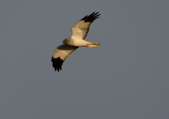 _190301_165722 DSC_3365