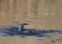 ダイブ　２/２７❺