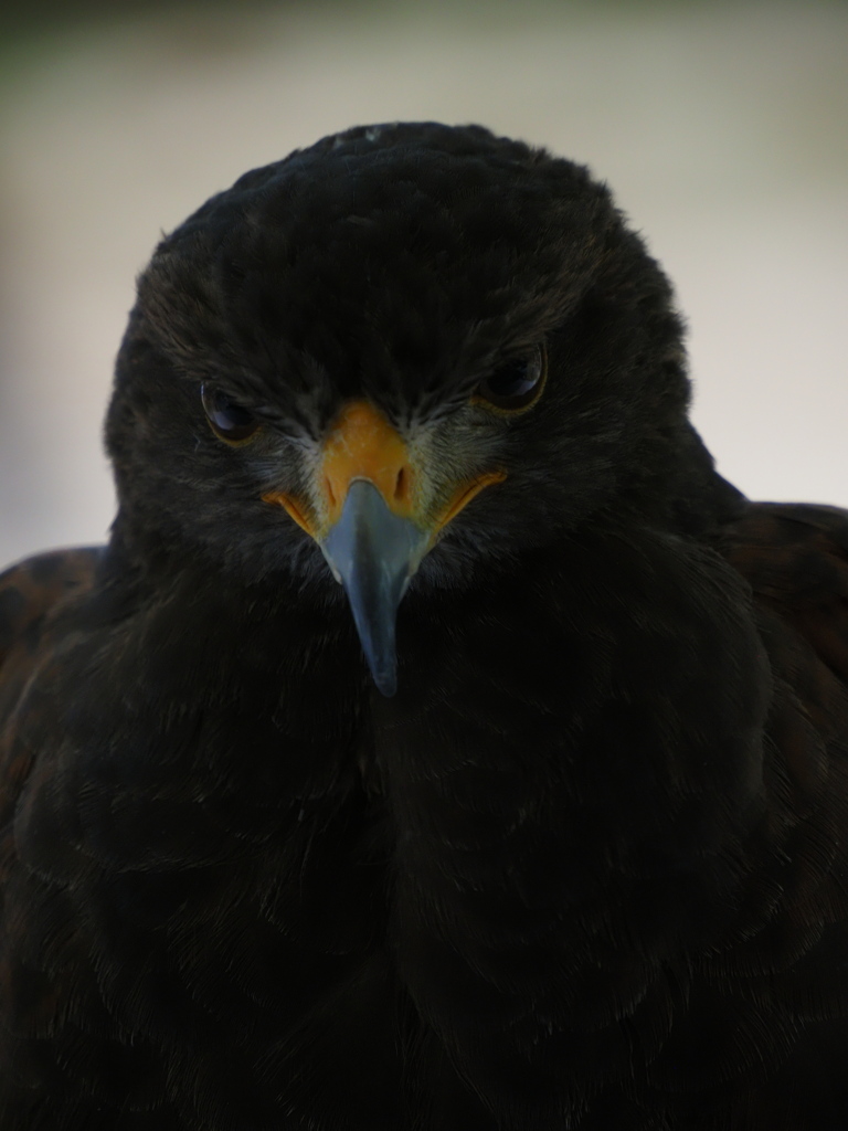 猛禽フライトショー　１０/３❹