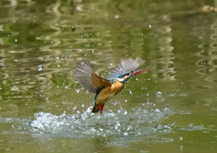 水飛沫　４/２５❶