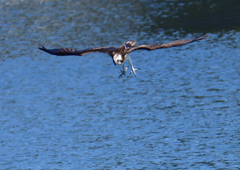 ミサゴ　１０/２０❻