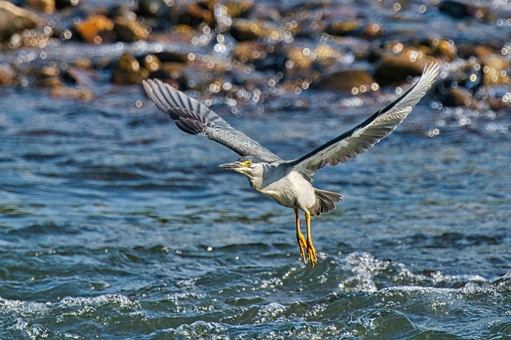 ササゴイ　７/２０❶