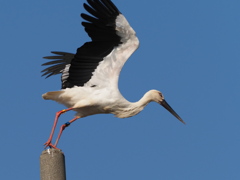 コウノトリ　２/２１❸