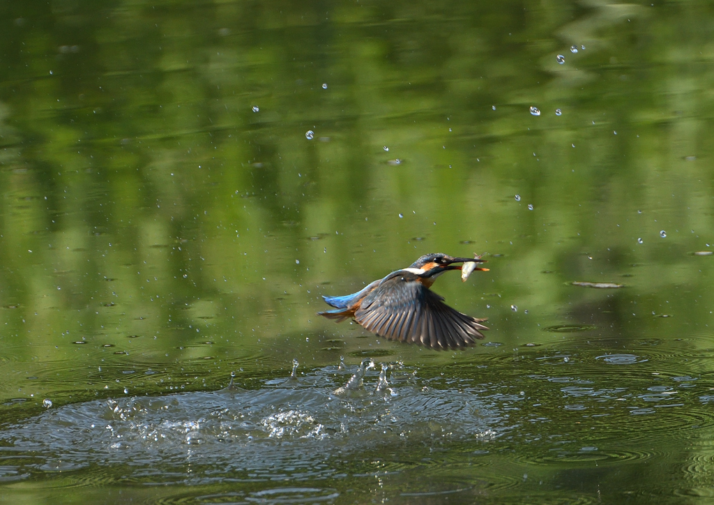 ダイブ　５/２５❶