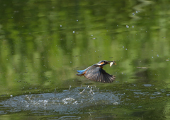 ダイブ　５/２５❶