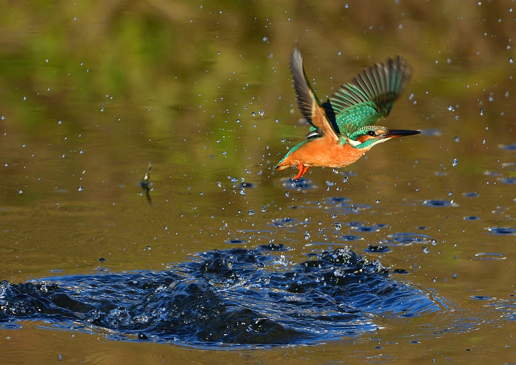いつもの公園で　１１/１４❶
