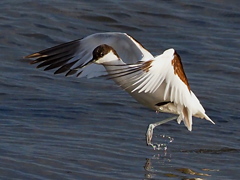 ソリハシセイタカシギ　１２/８❶