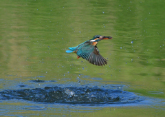 魚を・・・・・・　５/２０❽