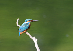 止まり木　５/１０