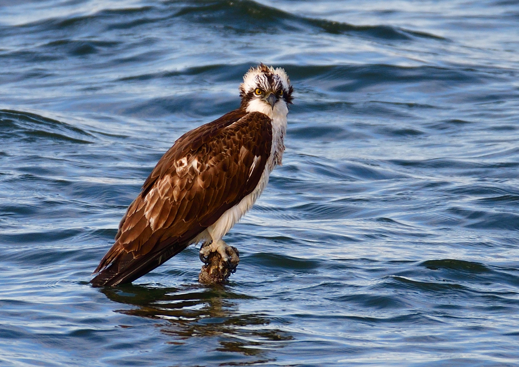 ミサゴ　１/６❸