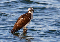 ミサゴ　１/６❸